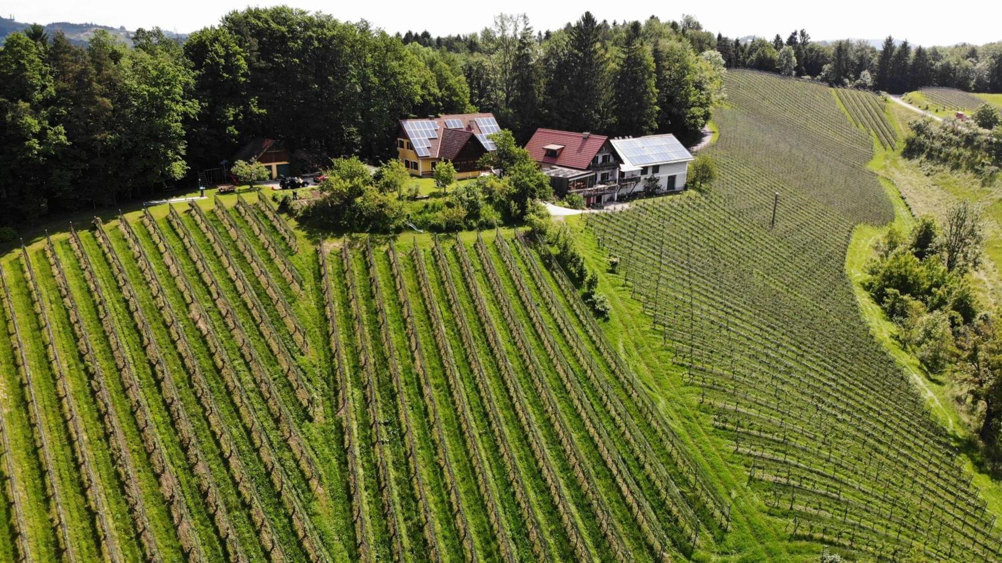 Weingut Spitzypeitler Panzió Leutschach Kültér fotó
